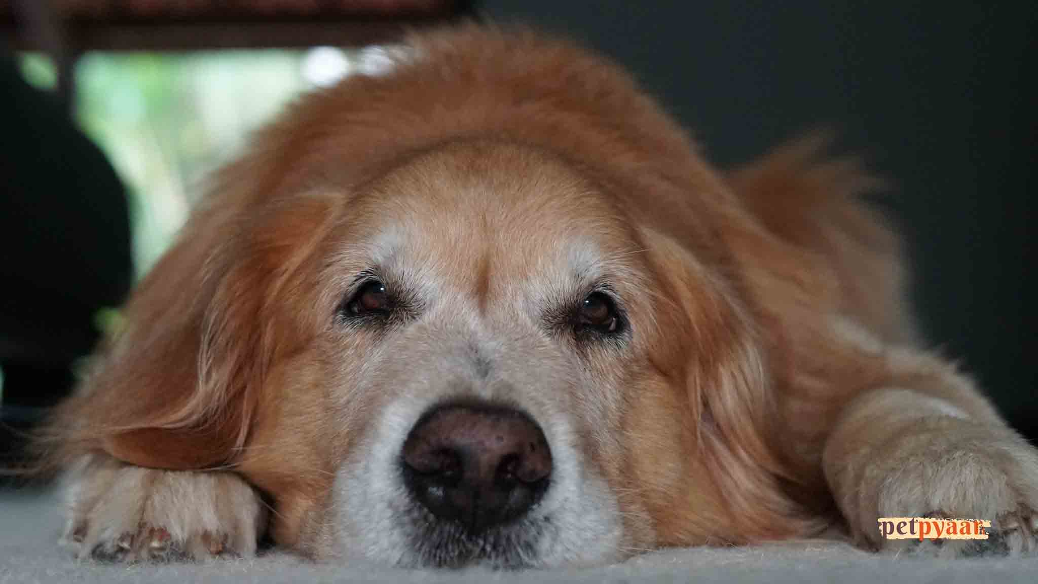 Challenges of Raising an Urban Golden Retriever in India: Care and Large Dog Issues